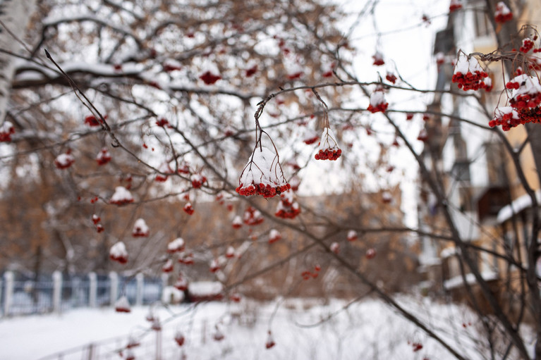 White Winter Hymnal - Aurélien Buttin - Photographe